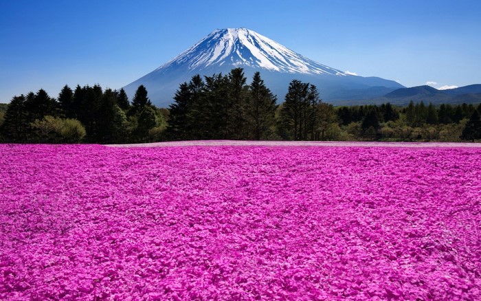 Mount Fuji with pink moss phlox field