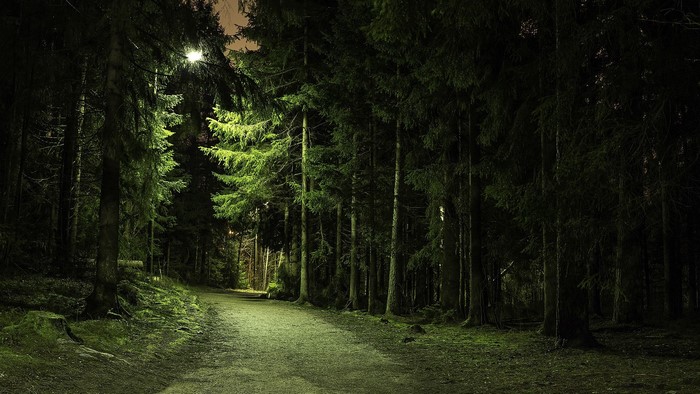 Path through a dark forest with pine trees and a light