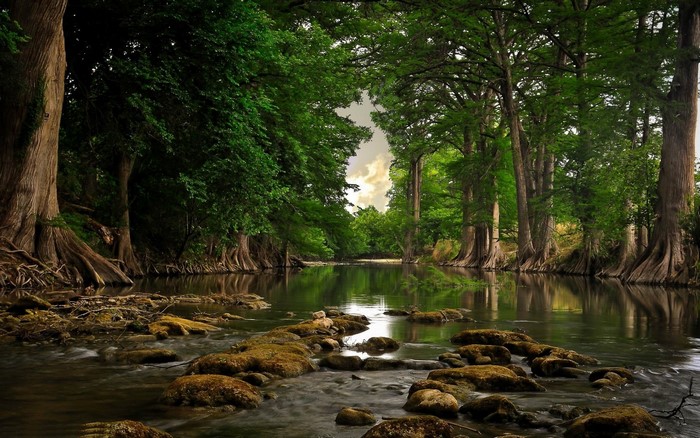 Tranquil Forest River with Mossy Rocks