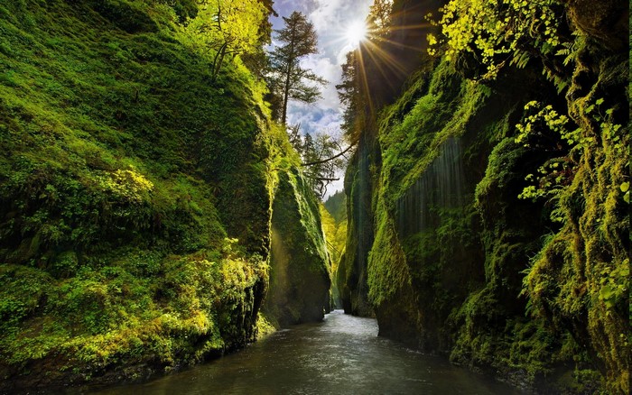 Moss-covered canyon with a river and sun rays