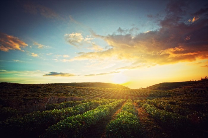 Sunrise over a cultivated field