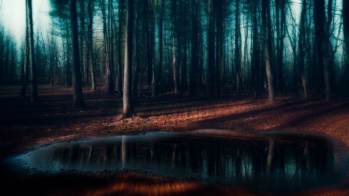 Misty Forest with Puddle in Morning Shadows