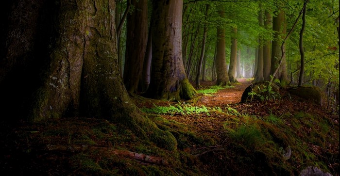 Mossy forest path with sunlight filtering through trees