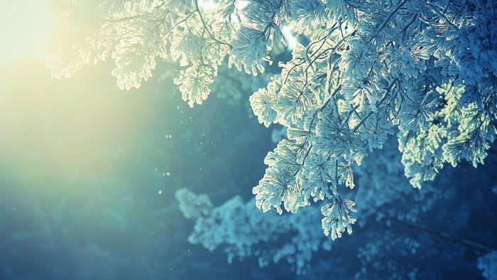 Snow-covered pine branches in sunlight