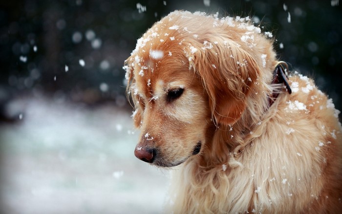 Golden Retriever Dog in Snow