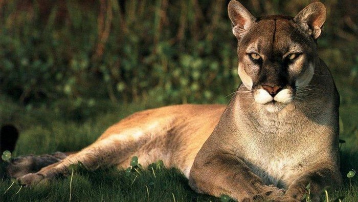 A cougar lies in the grass looking at the camera