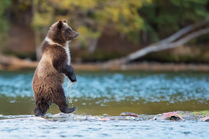 Grizzly bear cub standing in river with salmon