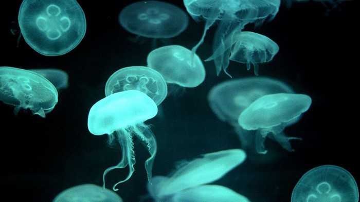 1920x1080 animals jellyfish JPG 263 kB, HD Wallpaper | Rare Gallery