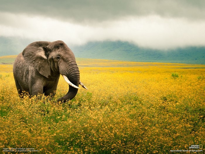 Elephant in a field of yellow flowers