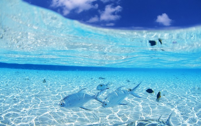 Fish swimming in clear ocean water with sandy bottom