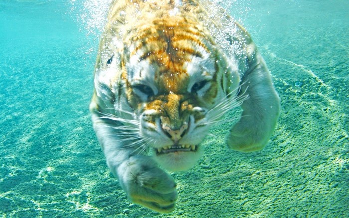 Tiger swimming underwater