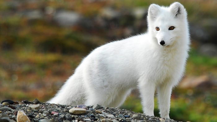 Arctic fox standing on rocky ground