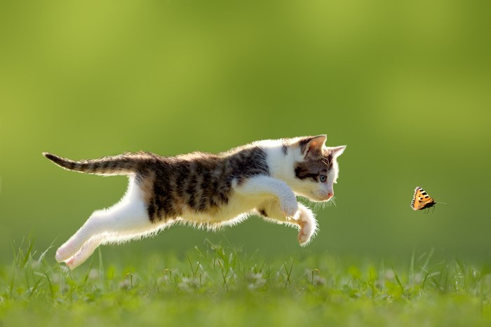 Kitten jumping towards a butterfly in grass