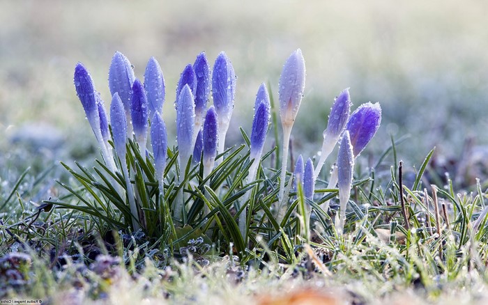Purple crocuses with dew and frost on grass