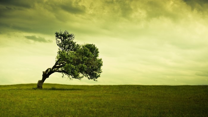 Lone Wind-Swept Tree on Open Field