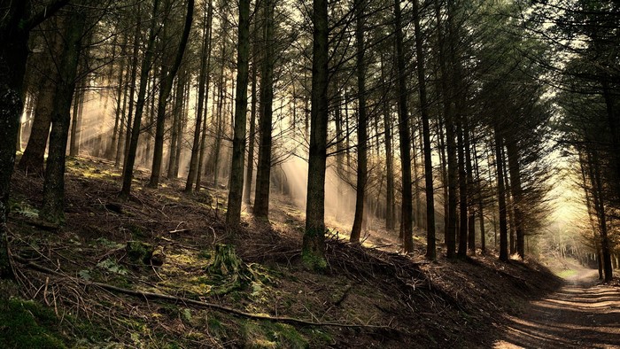 Sun rays filtering through pine trees in a forest
