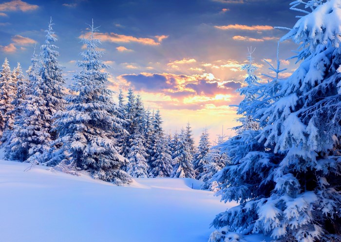 Snowy pine forest at sunset