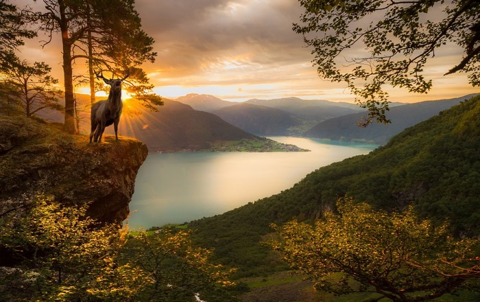 Deer on cliff overlooking fjord at sunset