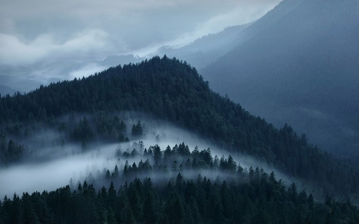 Misty mountains covered in dark green pine forest