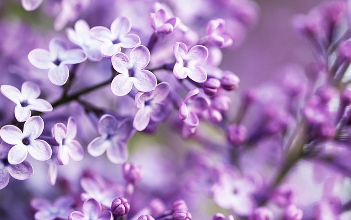 Close-up of purple lilac flowers