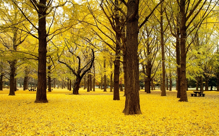 Autumn park with yellow ginkgo trees and fallen leaves