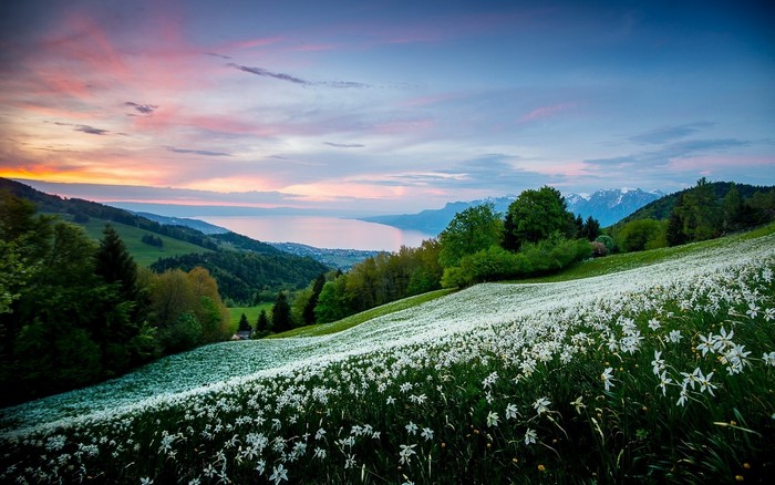 Field of white flowers overlooking a lake at sunrise