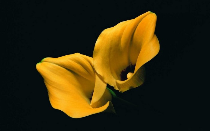 Two yellow calla lilies on a black background