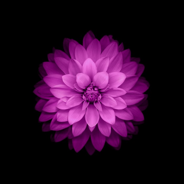 Vibrant Purple Dahlia Flower on Black Background