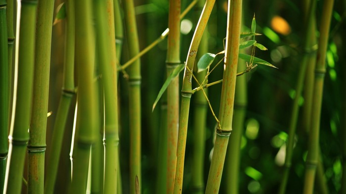 Close-up of green bamboo stalks in sunlight