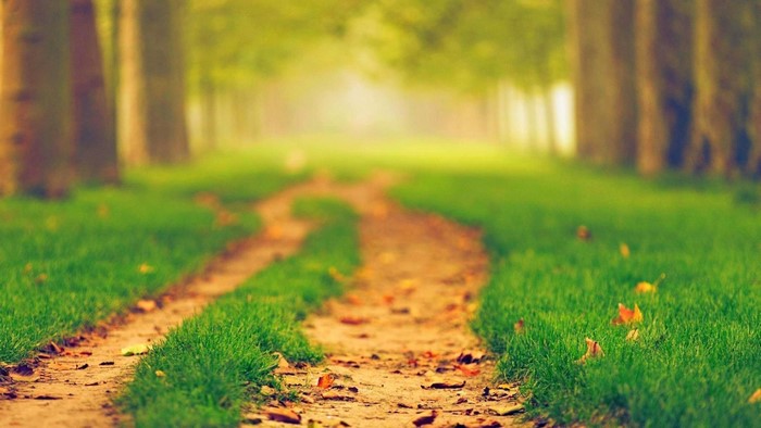 Dirt path through a blurred forest with green grass
