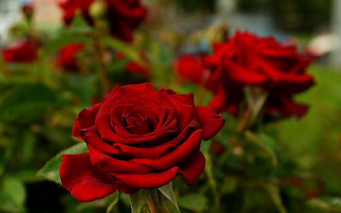 Close-up of Deep Red Rose in Nature