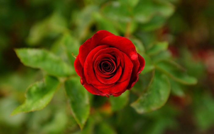 Close-up of a red rose with green leaves