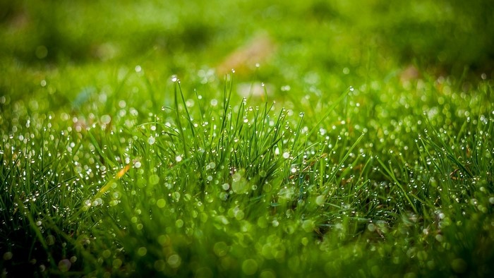 Close-up of green grass with dew drops