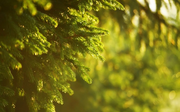 Close-up of spruce branches in sunlight