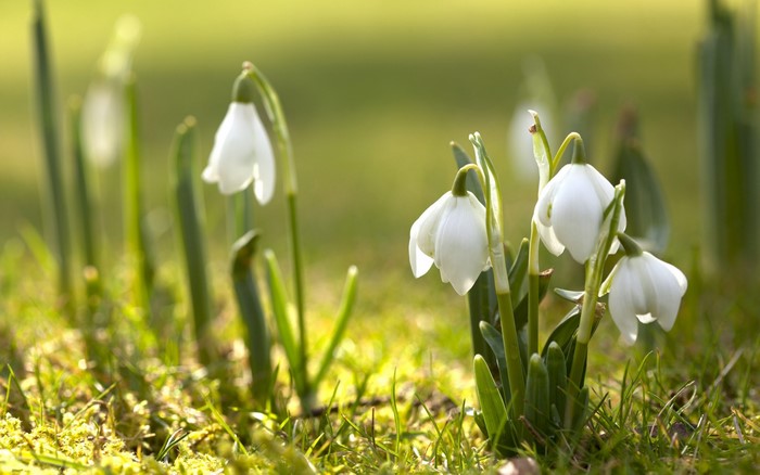 Close-up of white snowdrops blooming in green grass