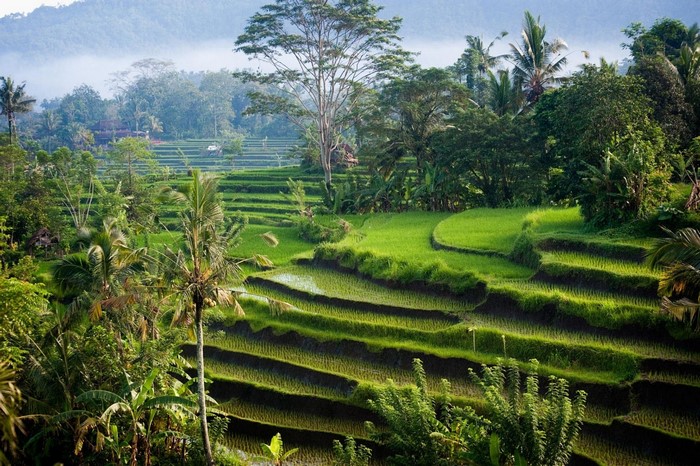 Terraced rice fields in Bali, Indonesia with palm trees