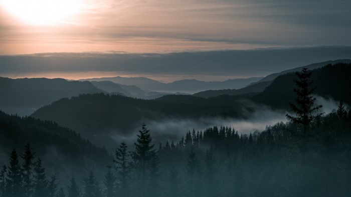 Misty mountain range at sunrise with pine forest