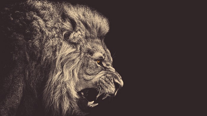 Close-up of a roaring lion's head