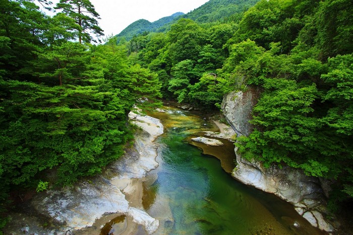 Serene River Flowing Through Lush Green Forest