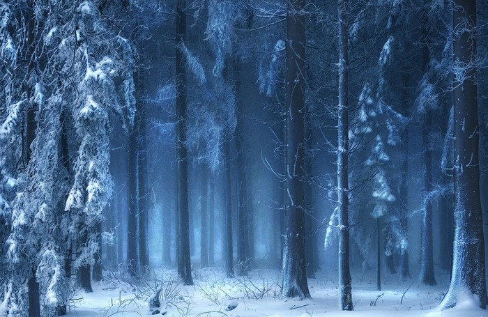 Snowy forest with mist and sunlight