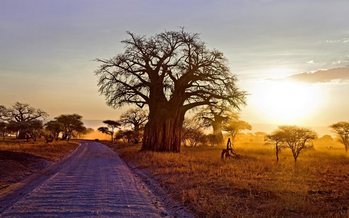 Baobab trees on a dirt road at sunset in Tanzania