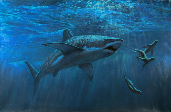 Great white shark hunts seals underwater