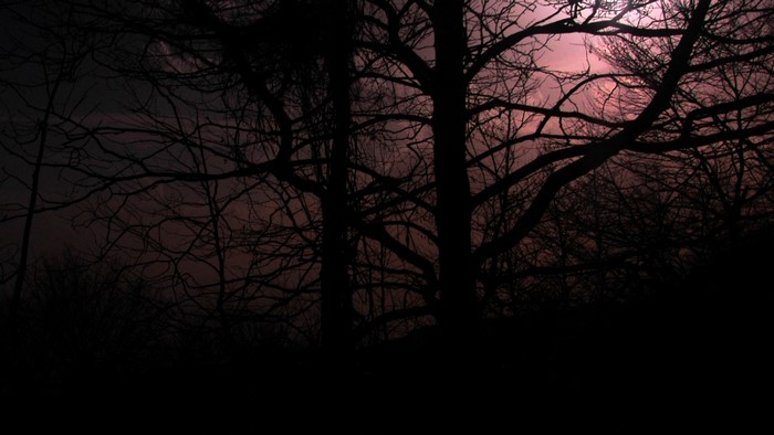 Dark forest with bare trees at dusk