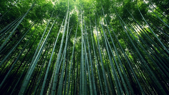 Serene Moso Bamboo Forest with Sunlit Canopy