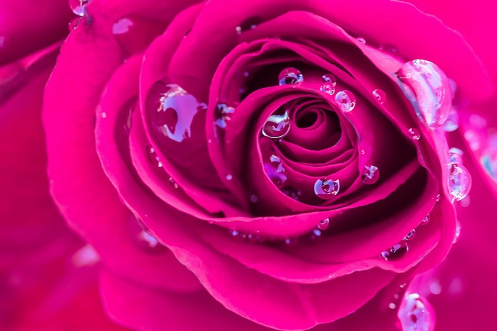 Close-up of Pink Rose with Water Droplets