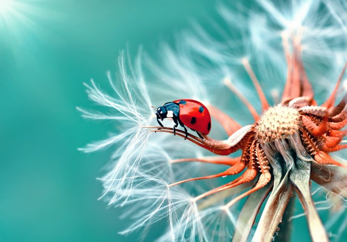Ladybug on a dandelion seed head