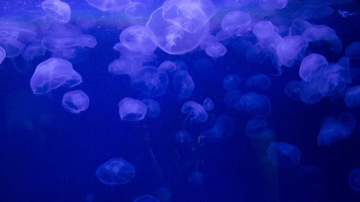 Underwater jellyfish in blue water