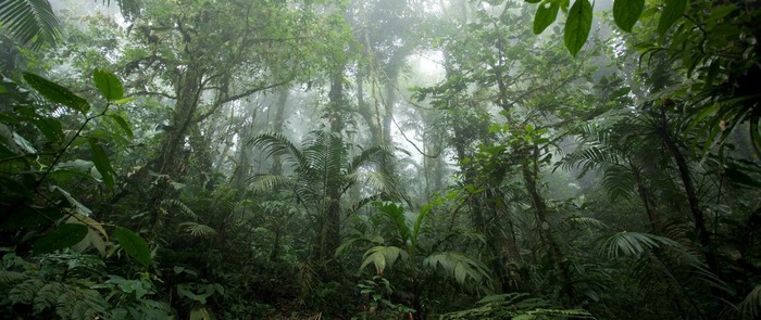 Ultra wide photography of a misty rainforest