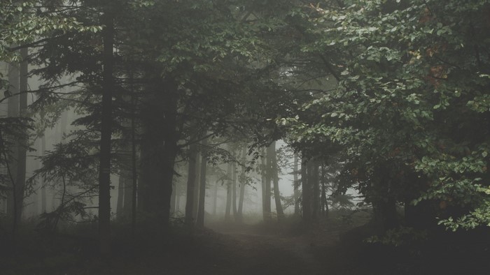 Dark forest path with mist and trees