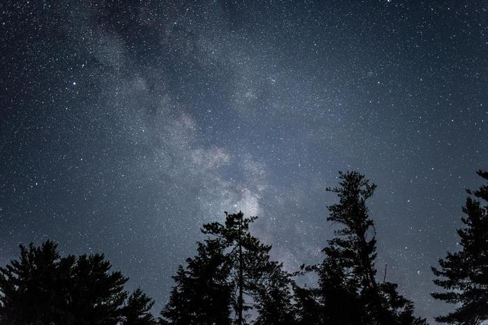 Silhouetted trees against a starry night sky